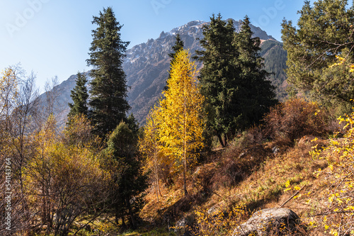 Yellow autumn trees in the mountain forest. Warm sunny autumn day.