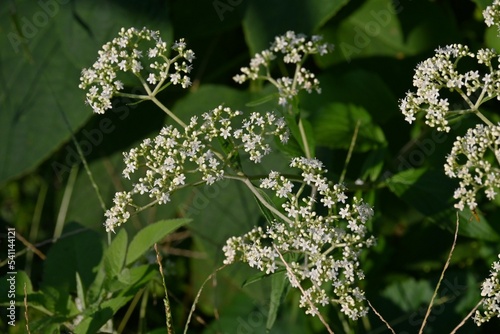 White patrinia ( Patrinia villosa ) flowers. Valerianaceae perennial medicinal plants.
Many white flowers are borne on the cymes from August to October. photo