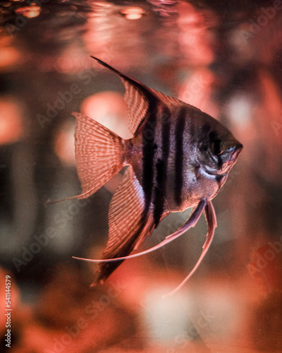 Fish in aquarium