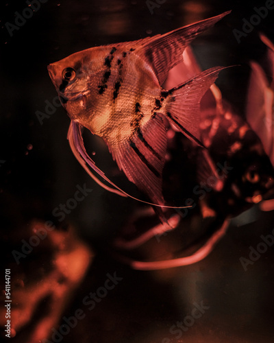 Fish in aquarium