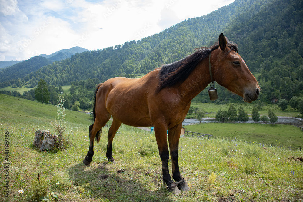 Obraz premium A beautiful horse grazes on a green meadow in the mountains.