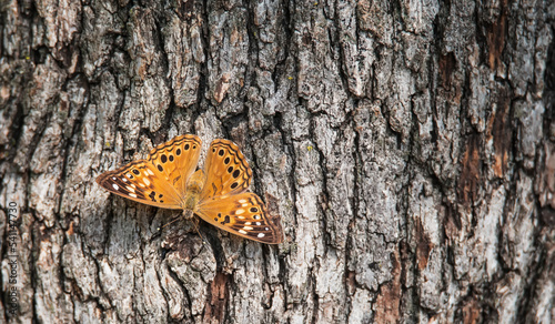 Hackberry Emperor butterfly (Asterocampa celtis) basking on tree bark on a sunny autumn day.   photo