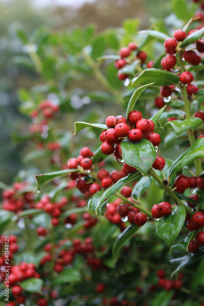 Close-up of Holly bush with red berries with copy space. Ilex cornuta, also called chinese Holly in the garden Close-up of Holly bush with red berries with copy space. Ilex cornuta, also called chinese Holly in the garden