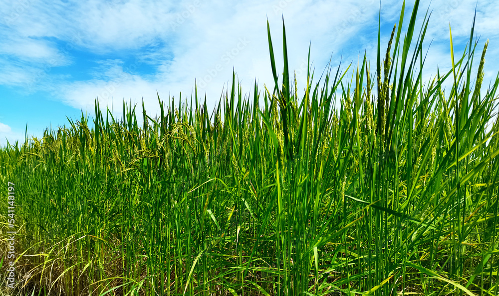 Obraz premium green grass and blue sky