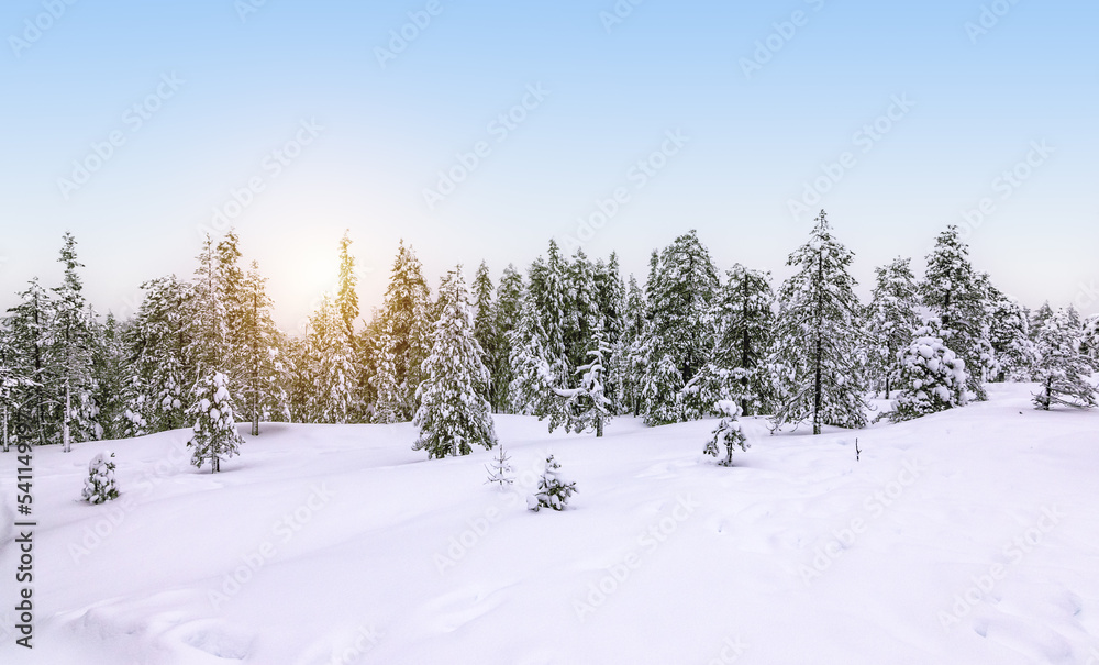 Obraz premium Snowy forest landscape in Finland.