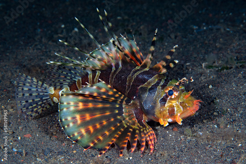 Lionfish on the seabed. Underwater world of Tulamben, Bali, Indonesia. 