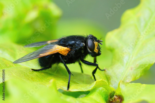 Closeup on a black and orange Noonday fly, Mesembrina meridiana sitting on a green leaf