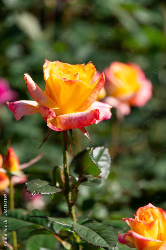 薔薇 薔薇