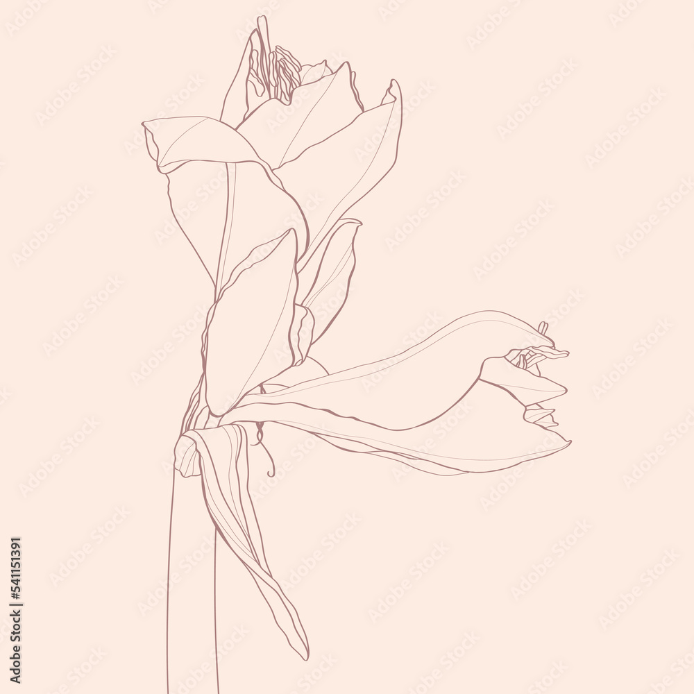 Hand drawn line garden flowers. Isolated black and white sketch. Amaryllis hippeastrum lilly flower isolated black and white outline sketch drawing. Hand drawn line garden flowers. Isolated black and white sketch. Amaryllis hippeastrum lilly flower isolated black and white outline sketch drawing.