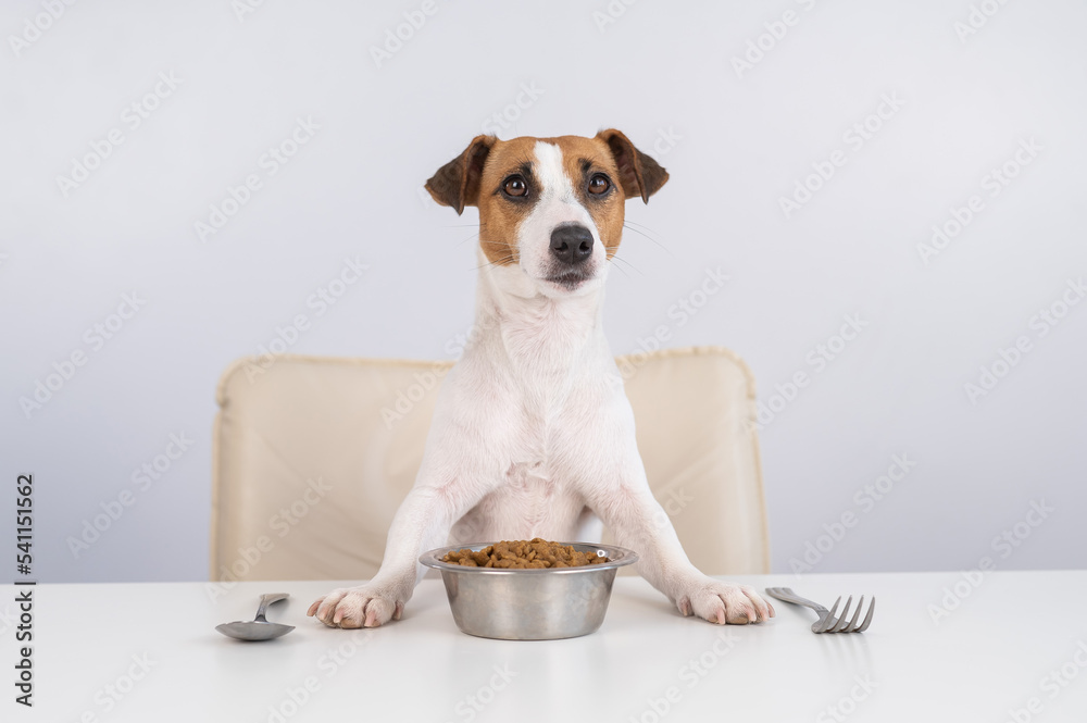Jack Russell Terrier dog sits at a dinner table with a bowl of dry food.