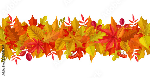 Seasonal background with autumn leaves and berries. November nature backdrop or border, autumn season fall vector abstract background. Thanksgiving wallpaper with marple, oak, rowan and birch leaves