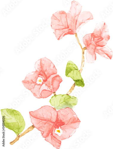 watercolor pink Bougainvillea