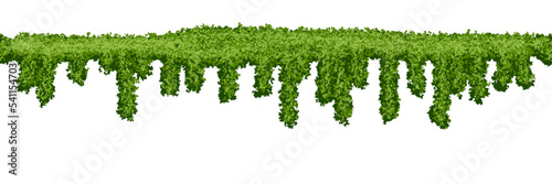 Horizontal seamless swamp moss texture on white background. Top of fence or wall with climbing plants. Bush line. Forest lichen. Vector illustration