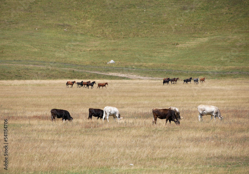 Cows and horses in the Steppe landscape of Kyrgyzstan 