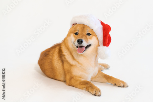 Cute lying dog shiba inu in christmas hat posing isolated on white background