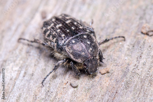 White spotted rose beetle, Oxythyrea funesta, posed on a wooden floor under the sun