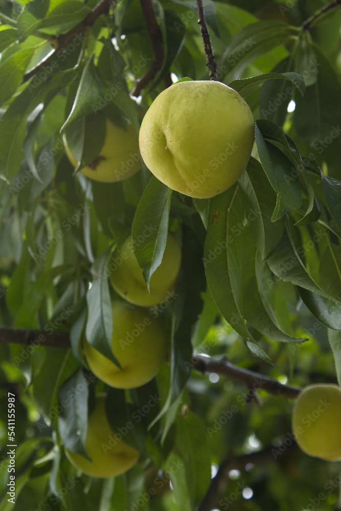 It is a tree where peach fruits grow. It is a tree where peach fruits grow.