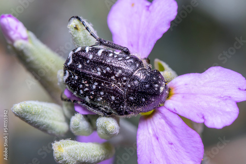 White spotted rose beetle, Oxythyrea funesta, posed on a purple flower under the sun photo