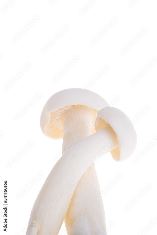 japanese shimeji mushrooms isolated japanese shimeji mushrooms isolated