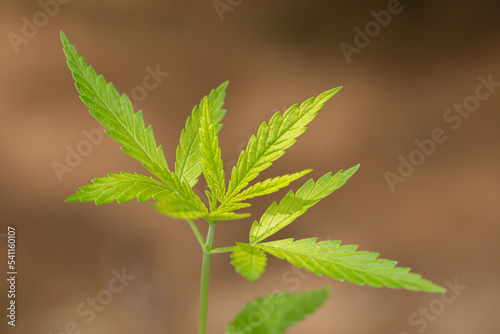 Young cannabis marijuana bush seedling in pot