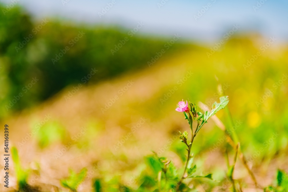 Fototapeta premium grass and flowers