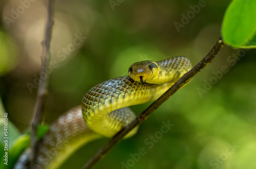 The Aesculapian Snake (Zamenis longissimus) in natural habitat