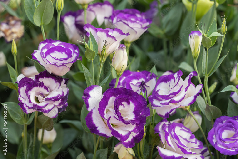 Close up of Lisianthus flowers or Eustoma plants blossom in flower garden Close up of Lisianthus flowers or Eustoma plants blossom in flower garden