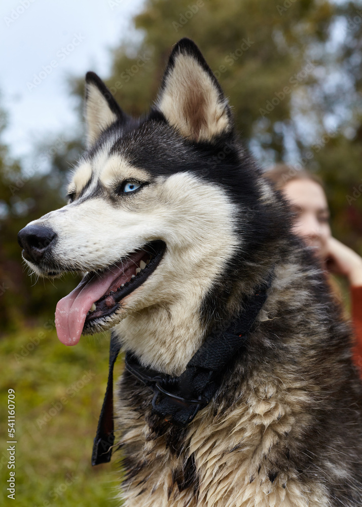 a husky dog is resting in nature in the autumn forest