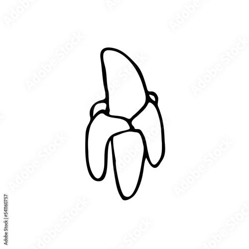illustration vector graphic of banana,good for your project