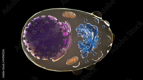 Plasma cell, illustration photo