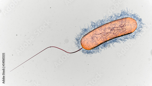 Legionella bacterium, illustration photo