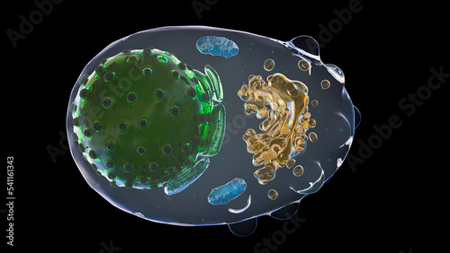 Plasma cell, illustration photo