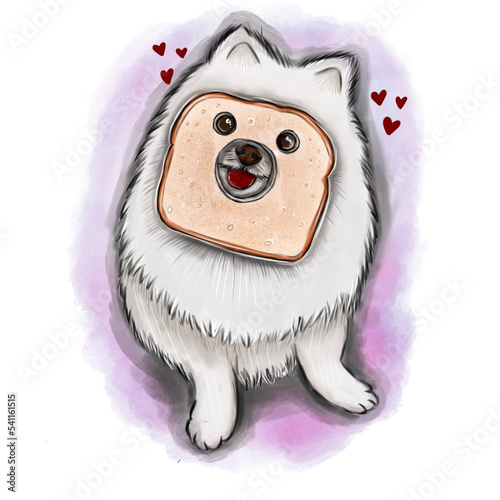 white dog breed Pomeranian sits with toast bread on the muzzle, pink and love