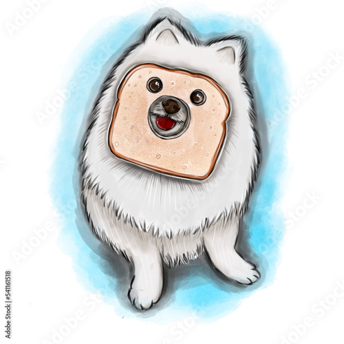 white dog breed Pomeranian sits with toast bread on the muzzle, blue love. 