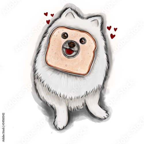 white dog breed Pomeranian sits with toast bread on the muzzle