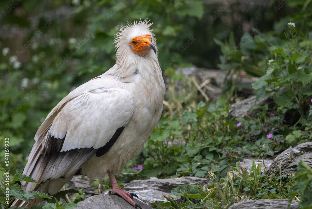 Egyptian vulture (Neophron percnopterus) in Belgium Zoo Pairi Daiza Egyptian vulture (Neophron percnopterus) in Belgium Zoo Pairi Daiza