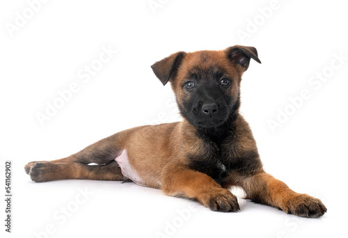 puppy malinois in studio