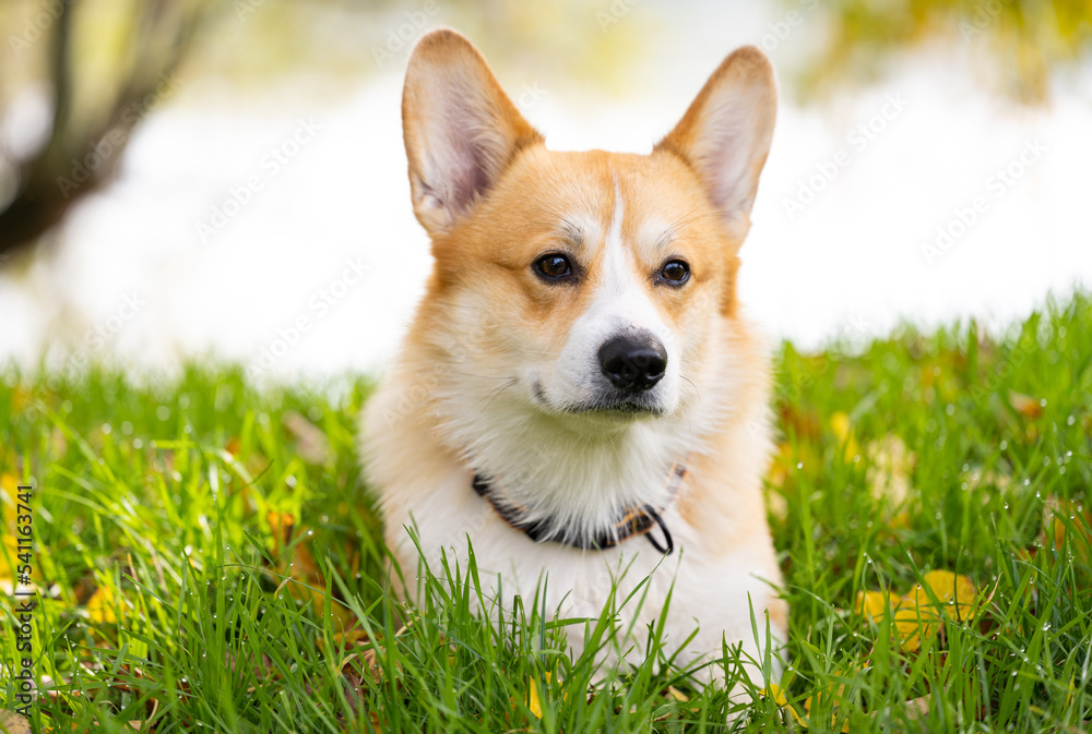 corgi welsh pembroke on a walk in autumn corgi welsh pembroke on a walk in autumn