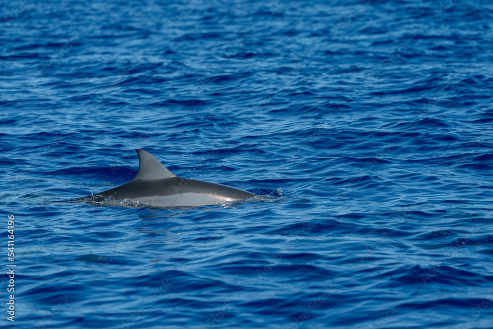 Fototapeta premium ハシナガイルカ 小笠原