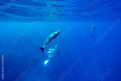 小笠原 ドルフィンスイム イルカと泳ぐ女性 © shota