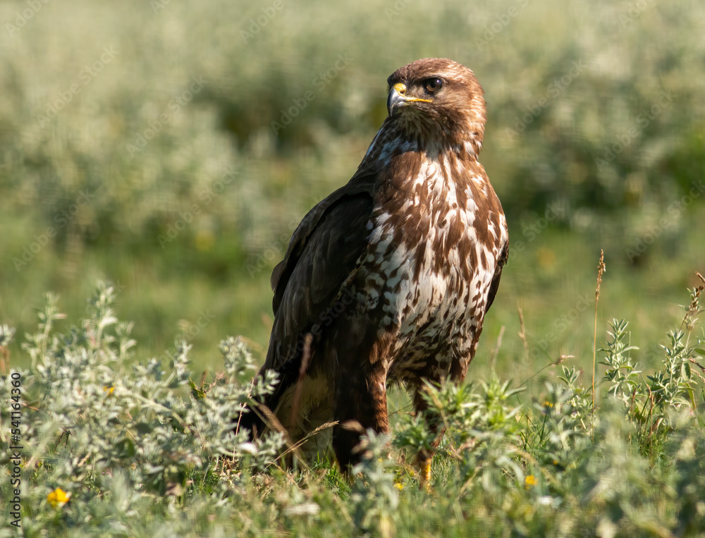 Common Buzzard in natural habitat Common Buzzard in natural habitat