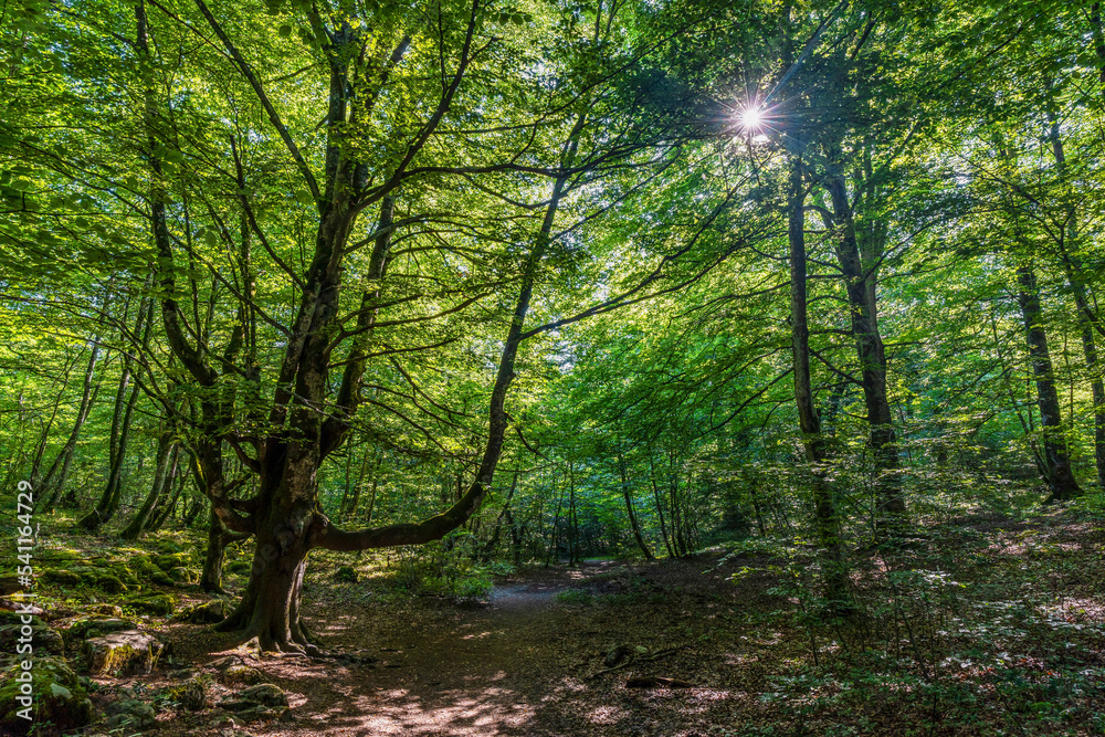 Beech trees. Beautiful view of beech forest in the Monte Santiago Natural Park, located between the provinces of Alava, Burgos and Bizkaia (Spain) Beech trees. Beautiful view of beech forest in the Monte Santiago Natural Park, located between the provinces of Alava, Burgos and Bizkaia (Spain)
