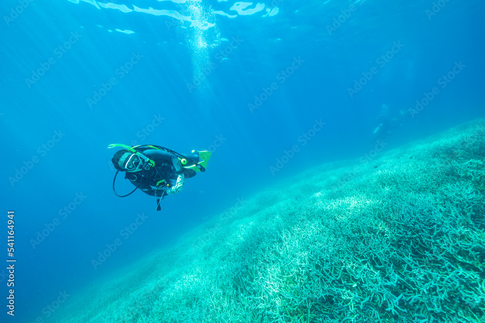 Fototapeta premium 小笠原 エダサンゴの広がる海を潜るダイバー