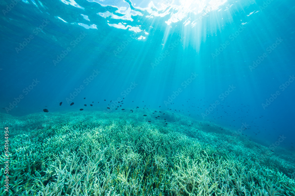 Fototapeta premium 小笠原 エダサンゴの広がる海