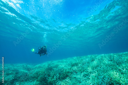 小笠原 エダサンゴの広がる海を潜るダイバー
