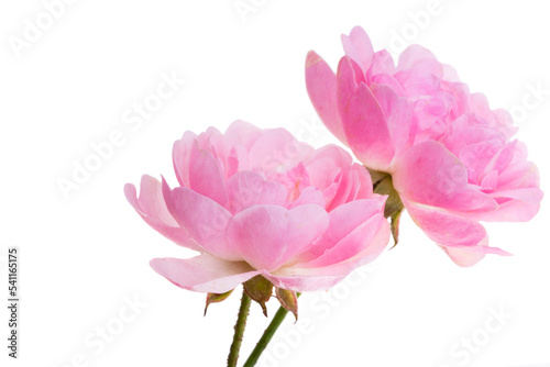 pink small rose isolated