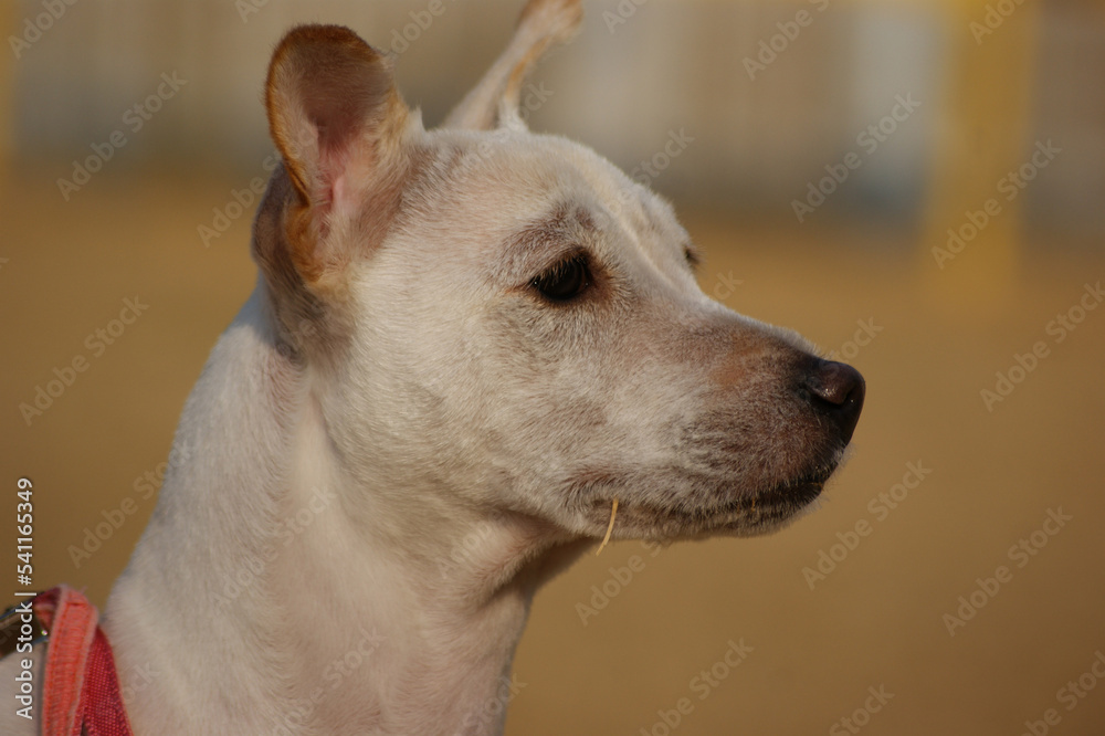 Close-up of the face of a white short-haired dog