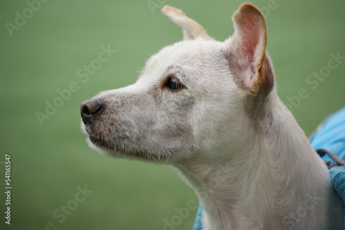 Close-up of the face of a white short-haired dog in winter clothes