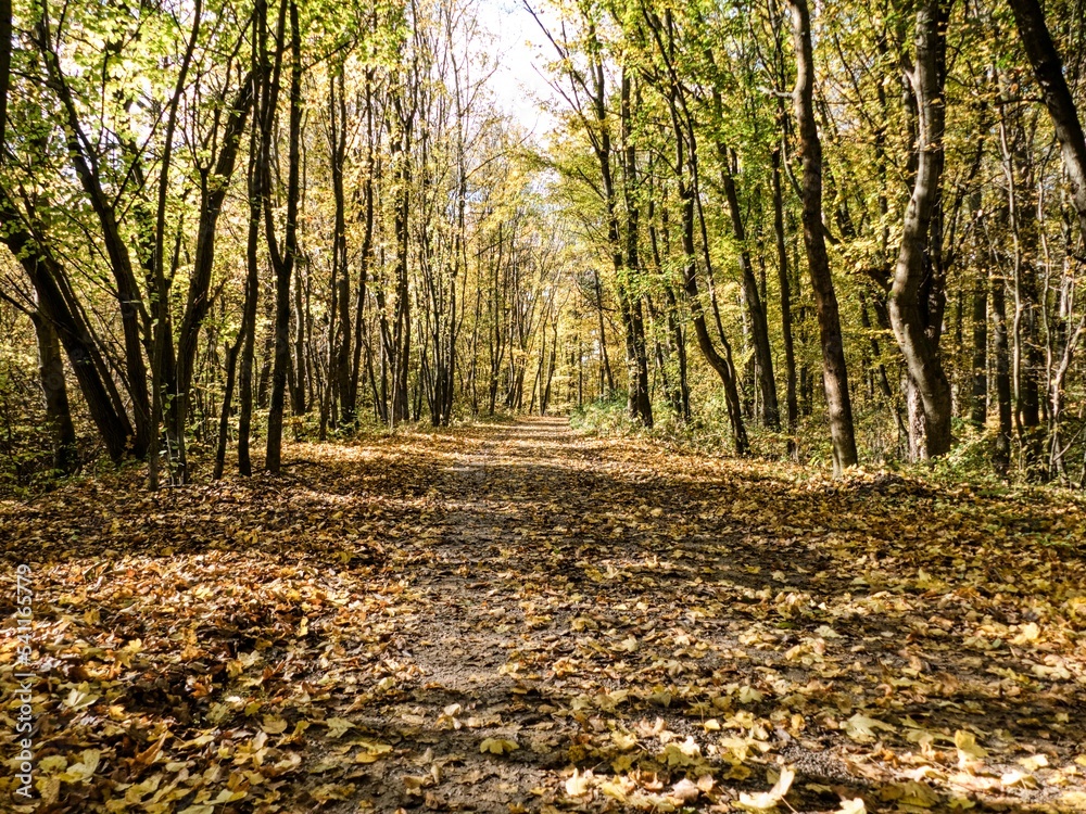 autumn nature in a czech countryside landscape and forest autumn nature in a czech countryside landscape and forest