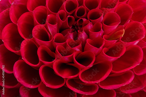 red dahlia isolated